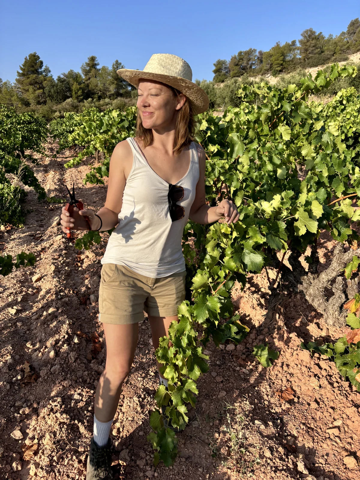 Fiona Fischer in the old bush vines at harvest