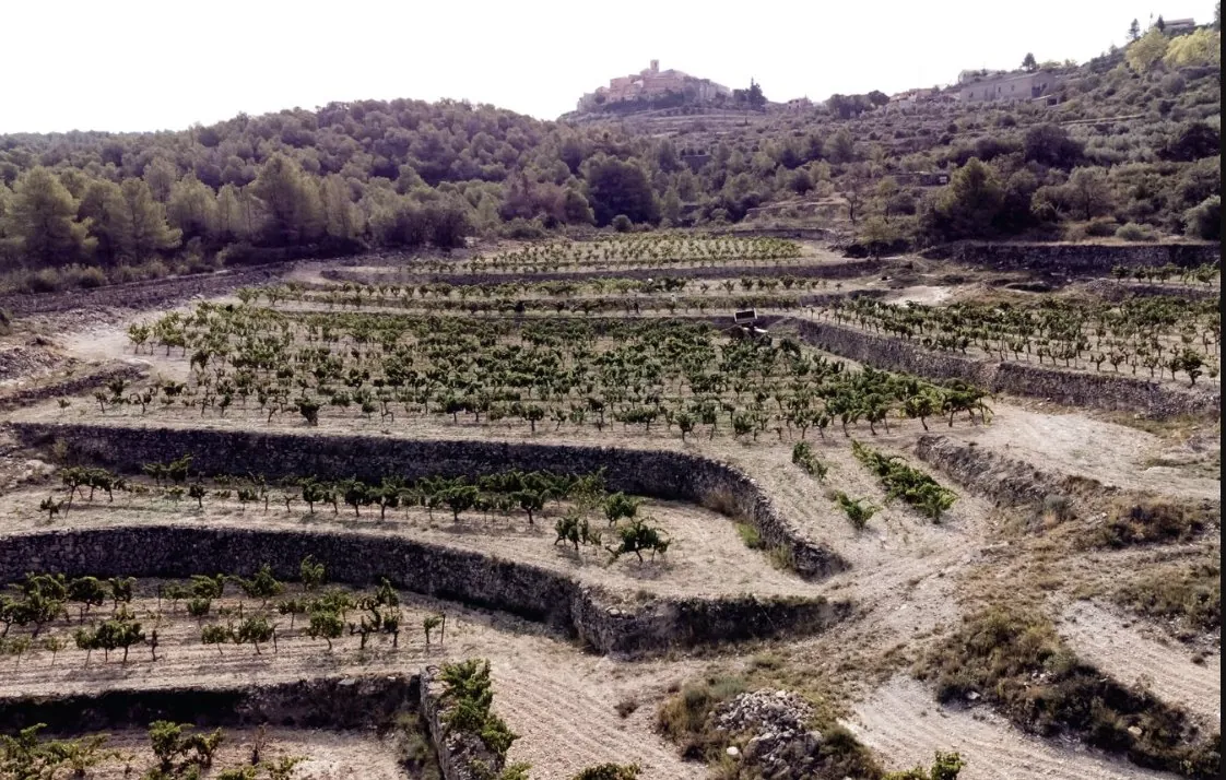 Stone-walled terraces of old vines below the village of La Figuera