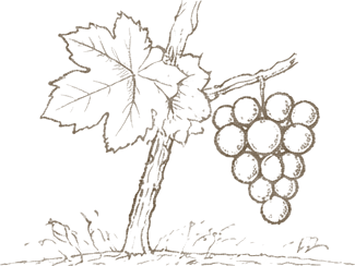 A vine with grapes