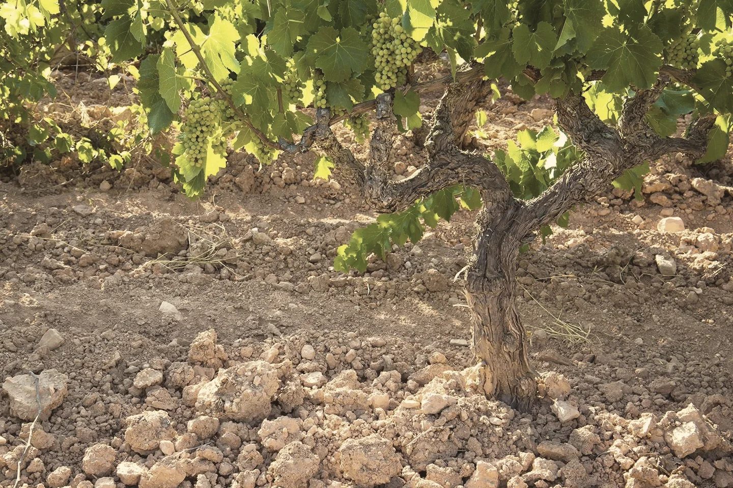 An old vine trunk in the estate vineyards