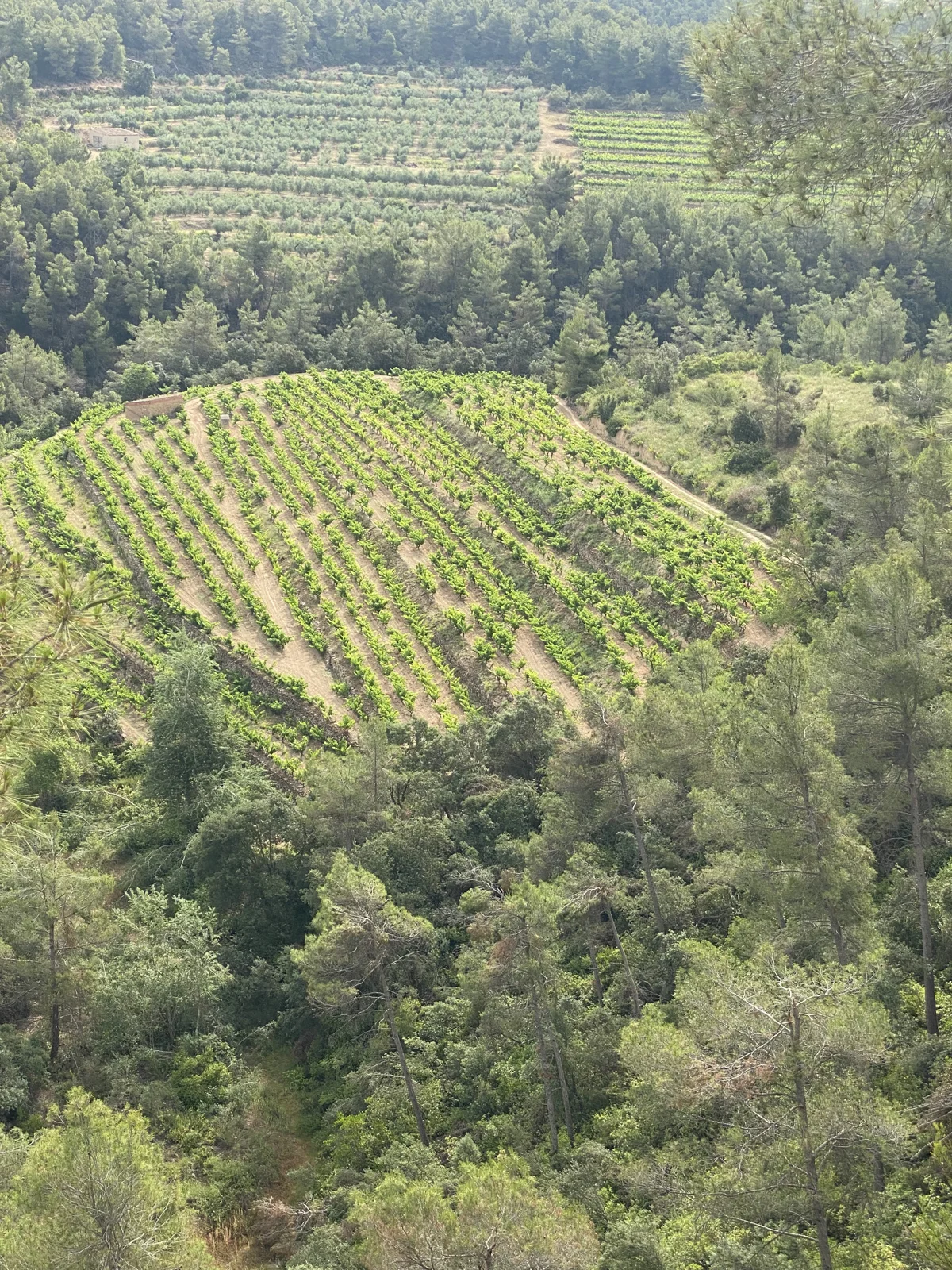 An estate vineyard in the pine forest above Falset